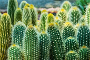 plantas con espinas para seguridad del hogar